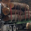 Schnittholztransport